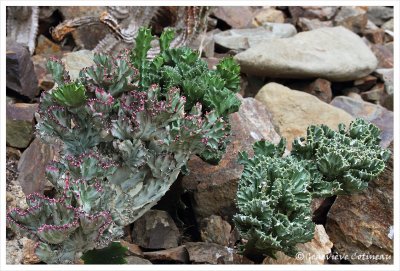 Euphorbia lactea Haw, forma cristata