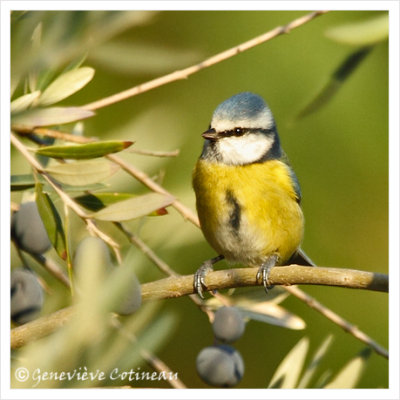 Msange bleue / Cyanistes caeruleus