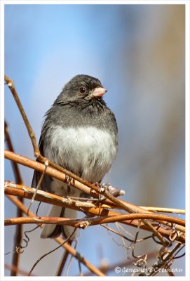 Junco ardoisé / Junco hyemalis