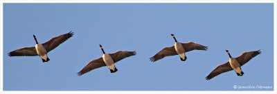 Bernache du Canada / Branta canadensis