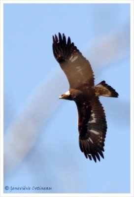 Aigle royal / Aquila chrysaetos 