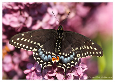 Papillon du céleri / Papilio polyxenes asterius 