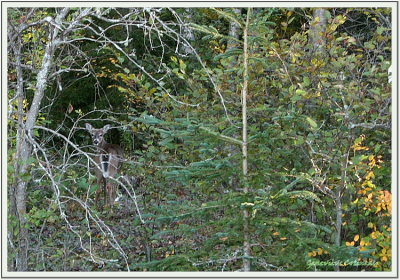 Cerf de Virginie / Odocoileus virginianus