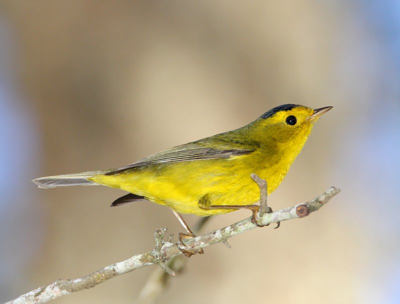 Wilsons Warbler - male_6359.jpg