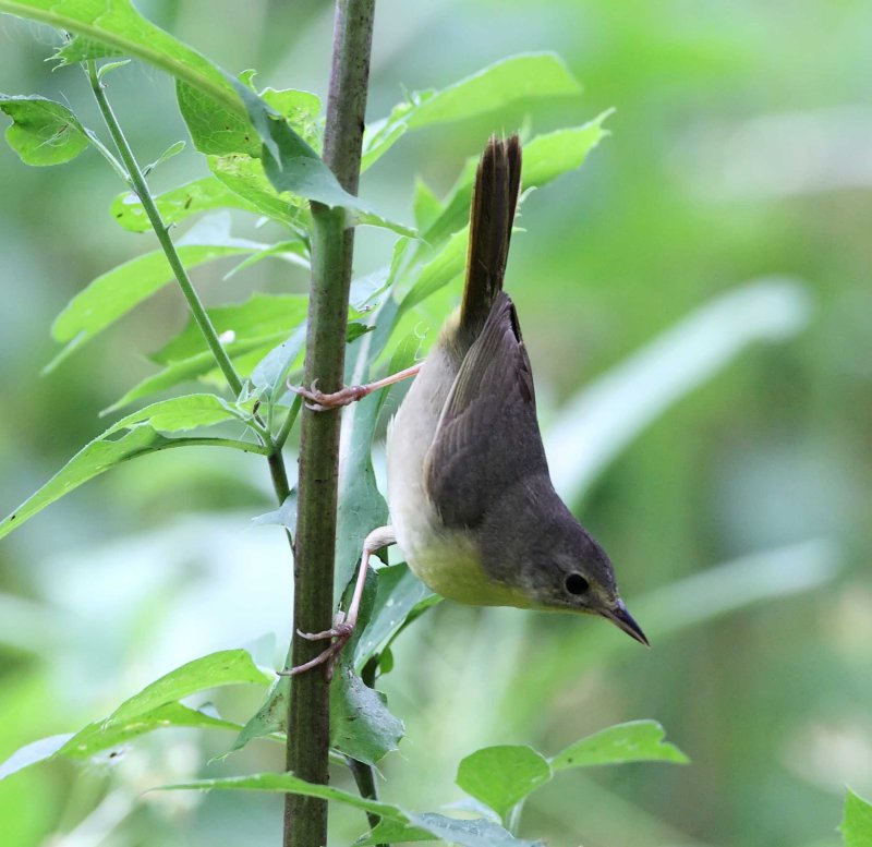 Common Yellowthroat - female_6788.jpg