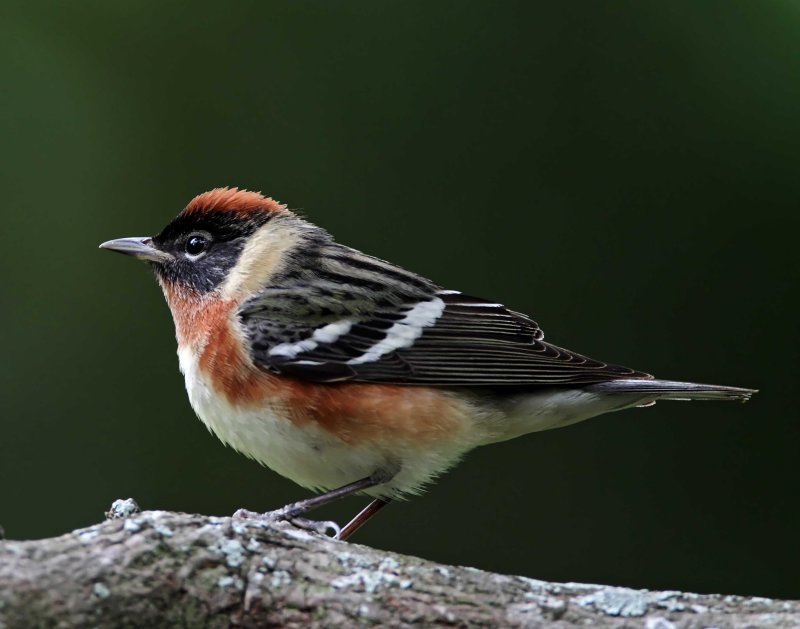 Bay-breasted Warbler - breeding male_0769.jpg
