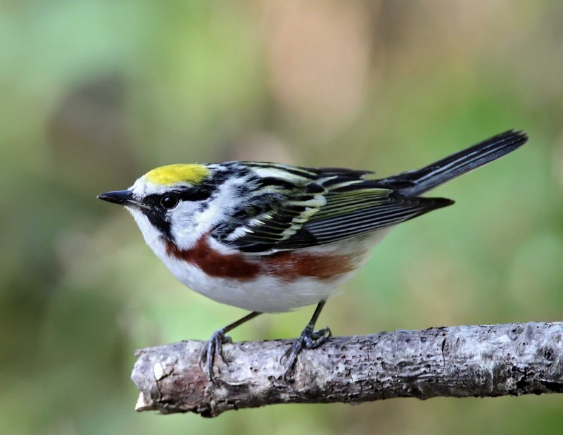 Chestnut-sided Warbler - breeding male_9431.jpg