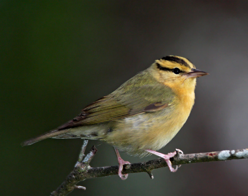 Worm-eating Warbler_8111.jpg