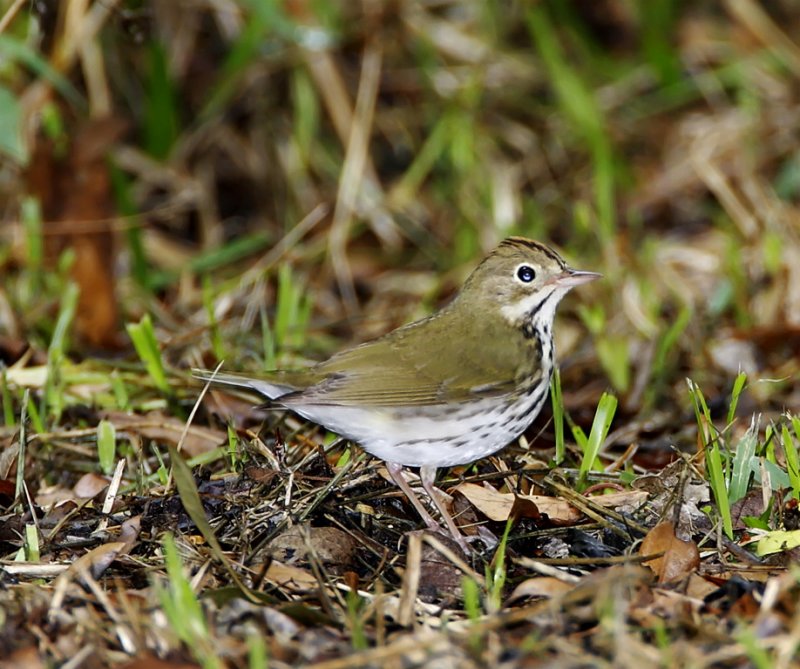 Ovenbird_6756.jpg