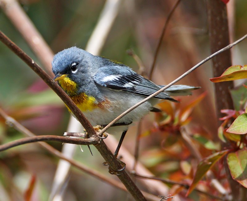Northern Parula - male_7645.jpg