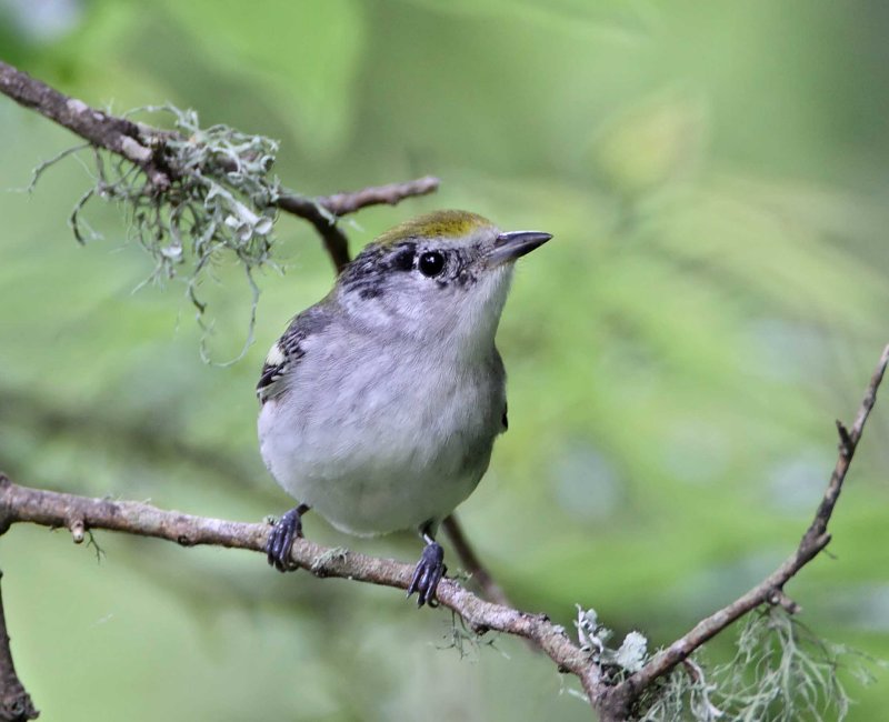 Chestnut-sided Warbler - 1st winter female_6443.jpg