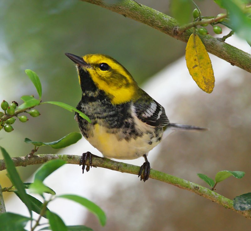 Black-throated Green Warbler - 1st year male_8475.jpg