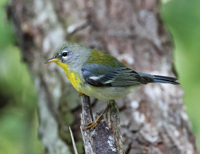 Northern Parula - 1st year female_7020.jpg