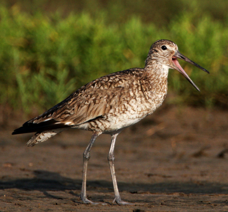 Willet - eastern breeding_1261.jpg