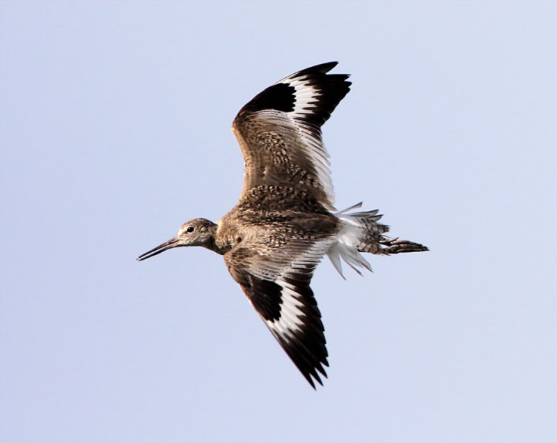 Willet - wing pattern_3368.jpg