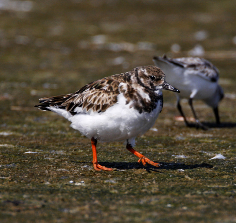 Ruddy Turnstone - non-breeding_5672.jpg