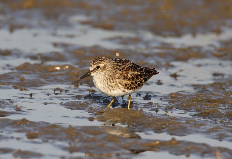 Least Sandpiper - breeding_7735.jpg
