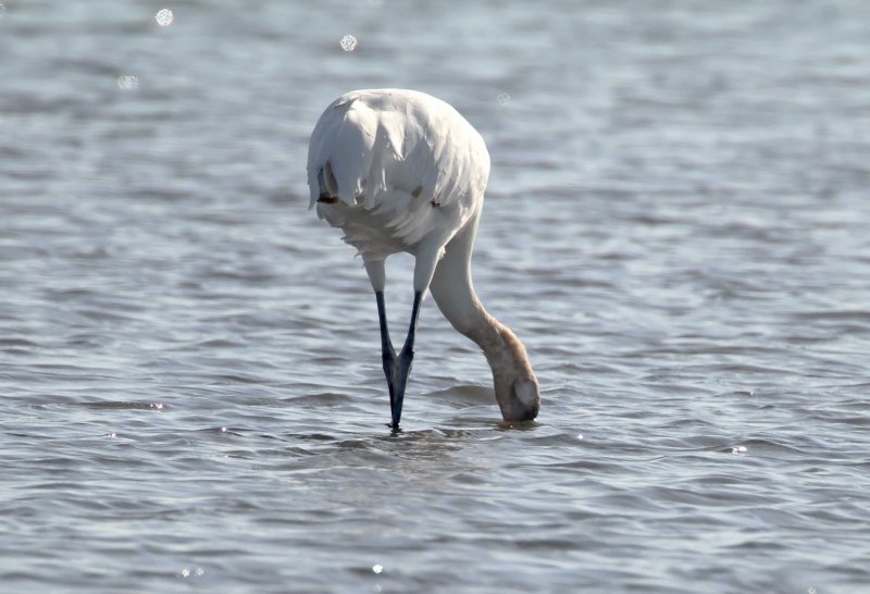 Whooping Crane - subadult_5160.jpg