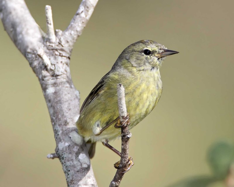Orange-crowned Warbler_5341.jpg