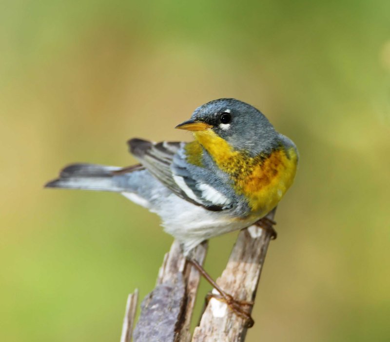 Northern Parula - female_6320.jpg
