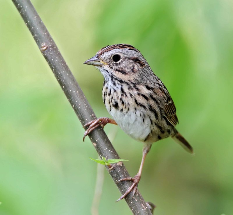 Lincolns Sparrow_6159.jpg