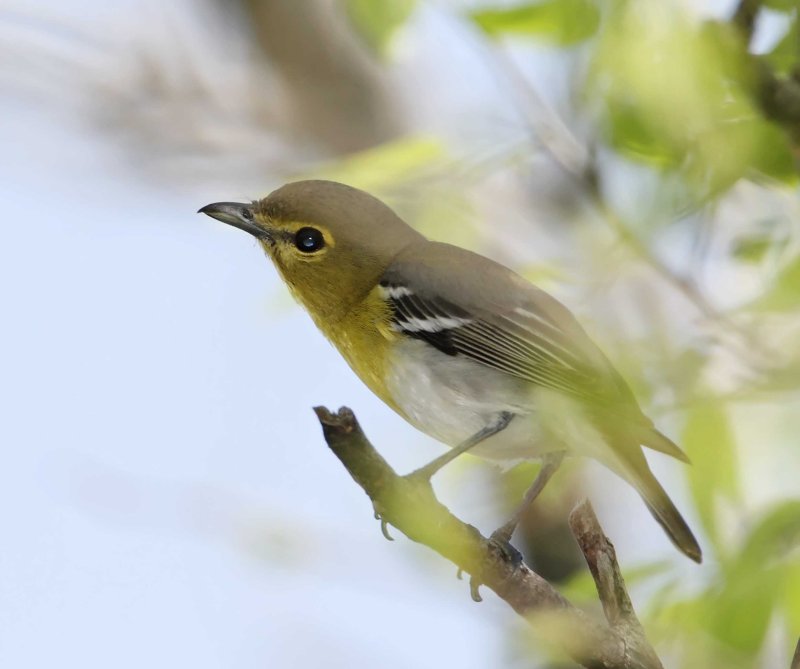 Yellow-throated Vireo_6155.jpg