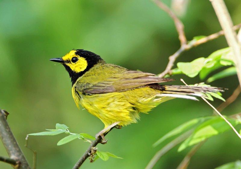 Hooded Warbler - male_6272.jpg