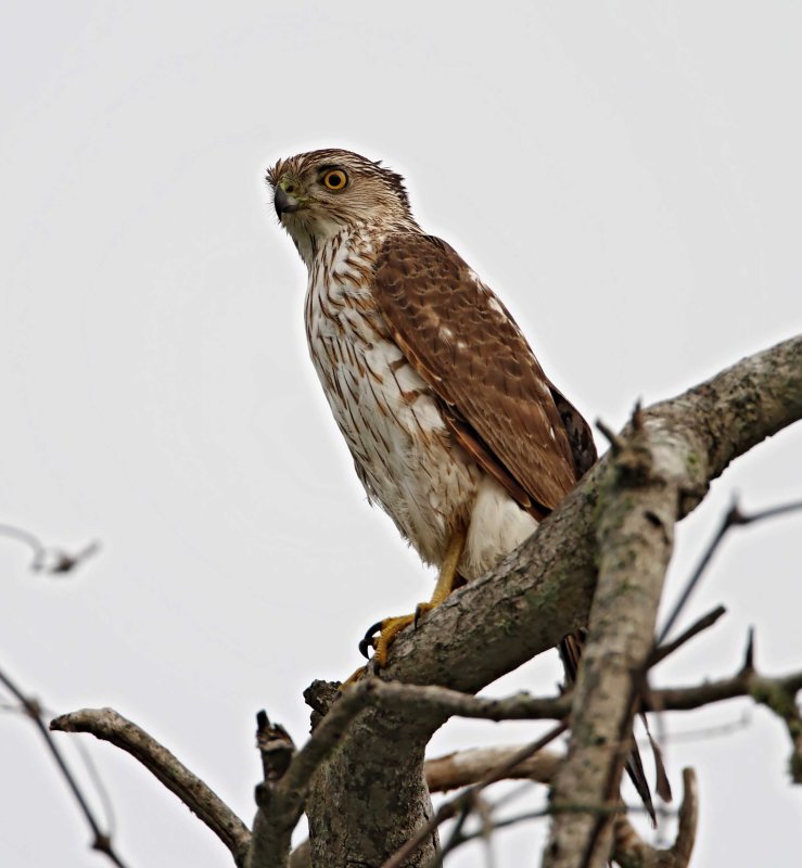 Sharp-shinned Hawk - juvenile_6373.jpg