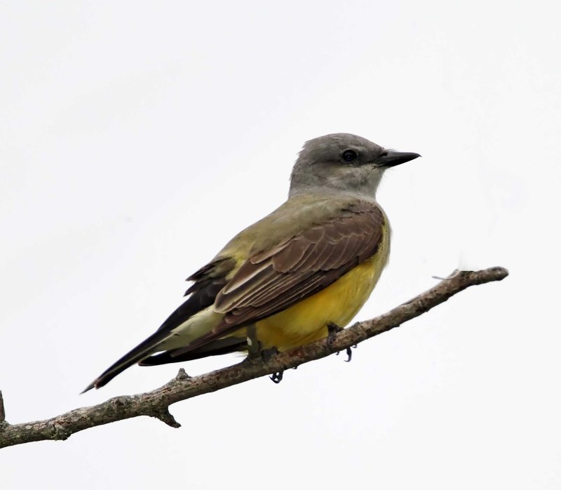 Western Kingbird_6525.jpg