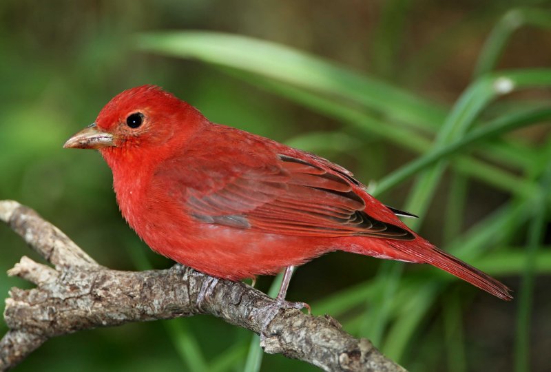 Summer Tanager_8228.jpg