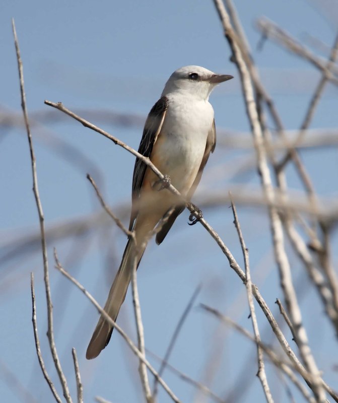 Scissor-tailed Flycatcher - female_7135.jpg