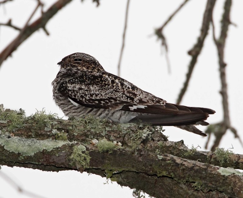 Common Nighthawk_8333.jpg