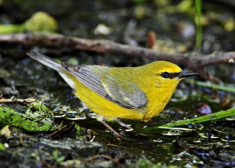 Blue-winged Warbler_7753.jpg