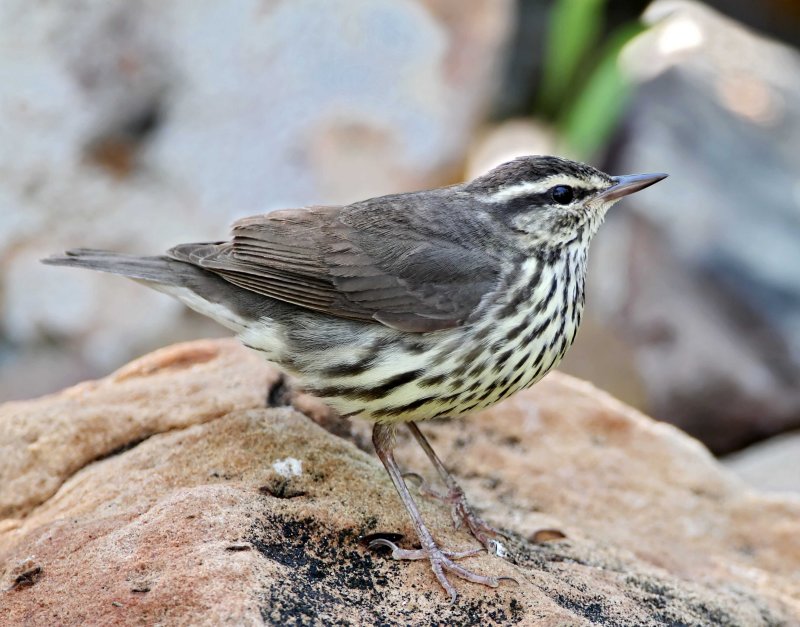 Northern Waterthrush_7004.jpg