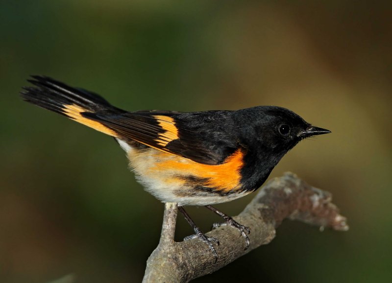 American Redstart - male_8590.jpg