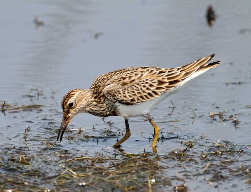 Pectoral Sandpiper_8900.jpg