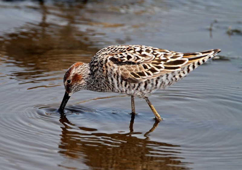 Stilt Sandpiper - breeding_8871.jpg
