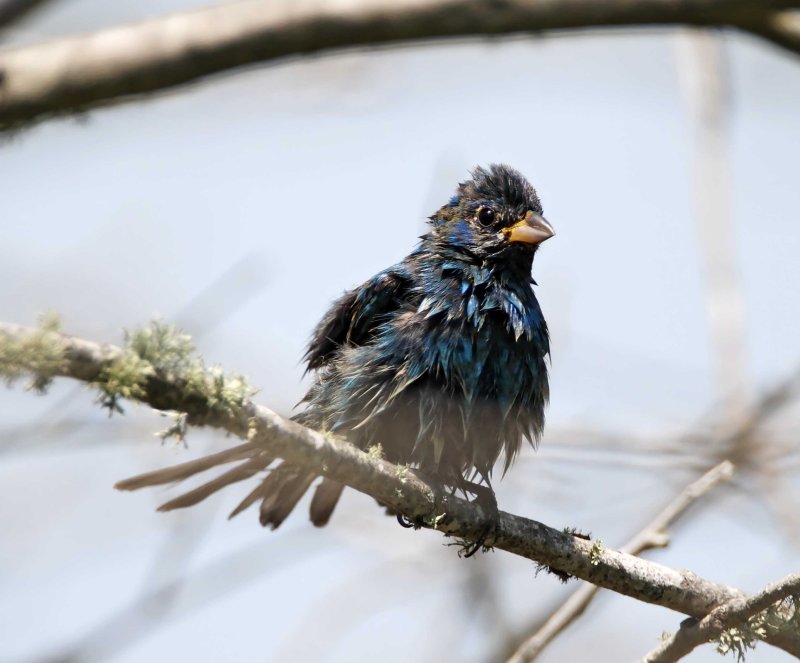 Indigo Bunting_8750.jpg