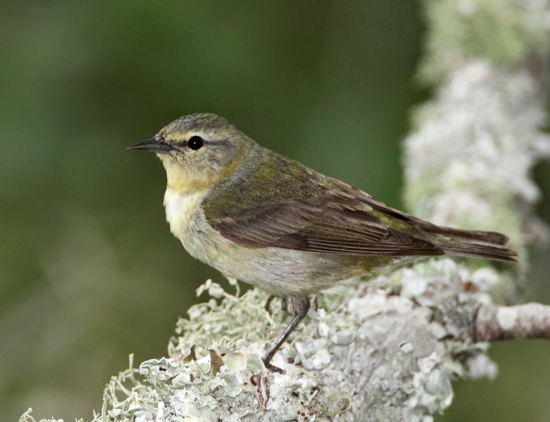 Tennessee Warbler - female_9352.jpg