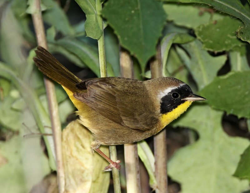 Common Yellowthroat - male_8600.jpg