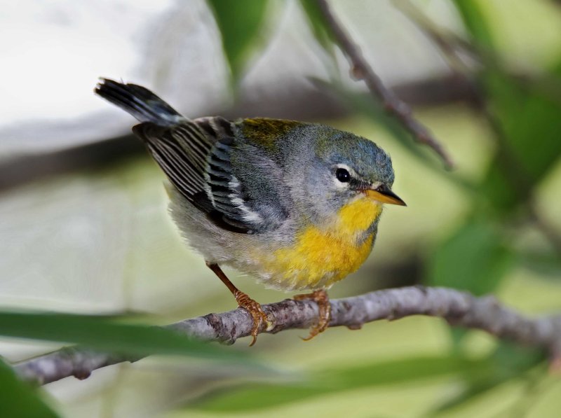 Northern Parula - 1st year female_7252.jpg