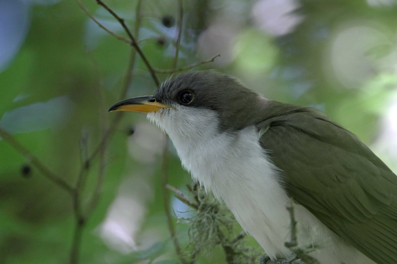 Yellow-billed Cuckoo_9789.jpg