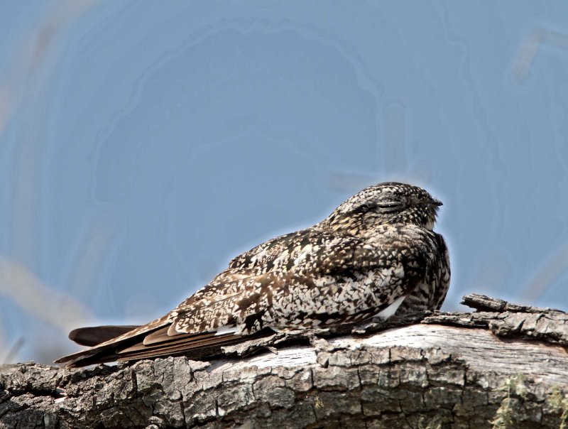 Common Nighthawk_8916.jpg