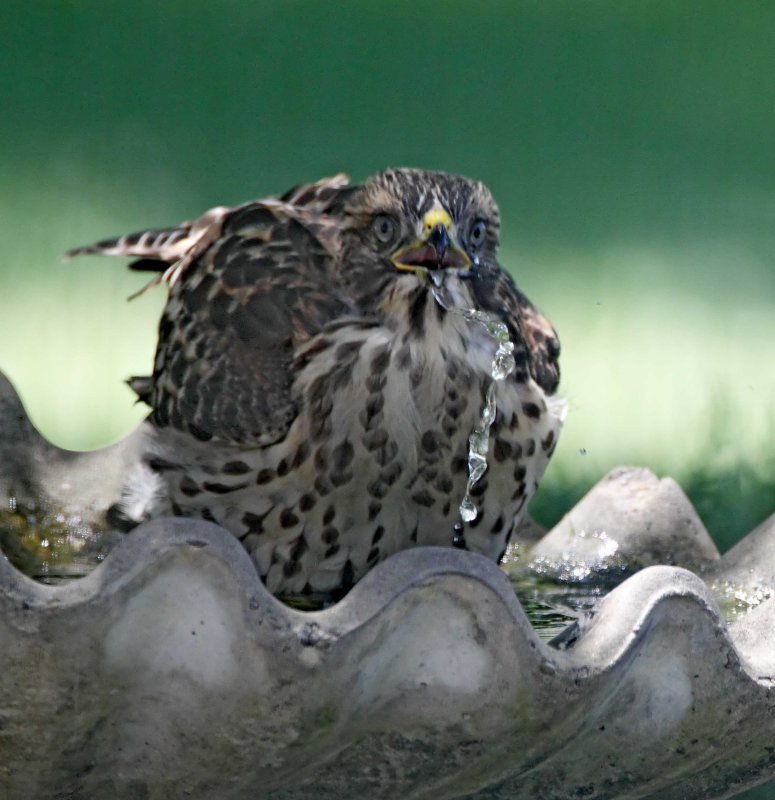 Red-shouldered Hawk - juvenile_0034.jpg