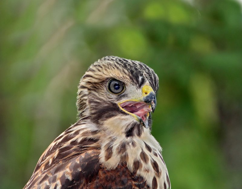 Red-shouldered Hawk - juvenile_0263.jpg