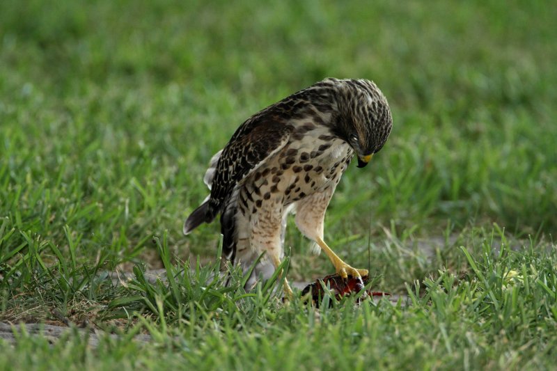 Red-shouldered Hawk eating crawfish_0564.jpg