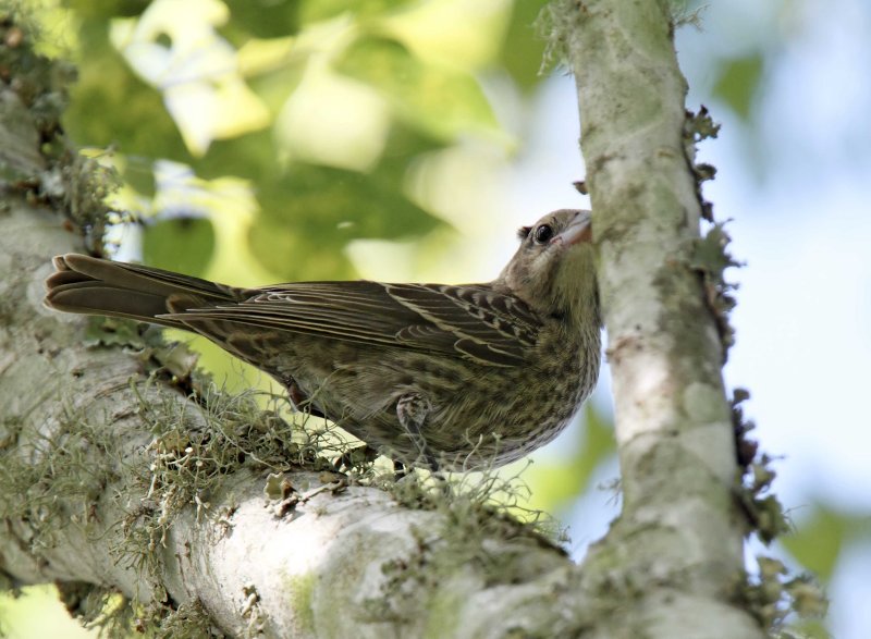 Brown-headed Cowbird - juvenile_0644.jpg