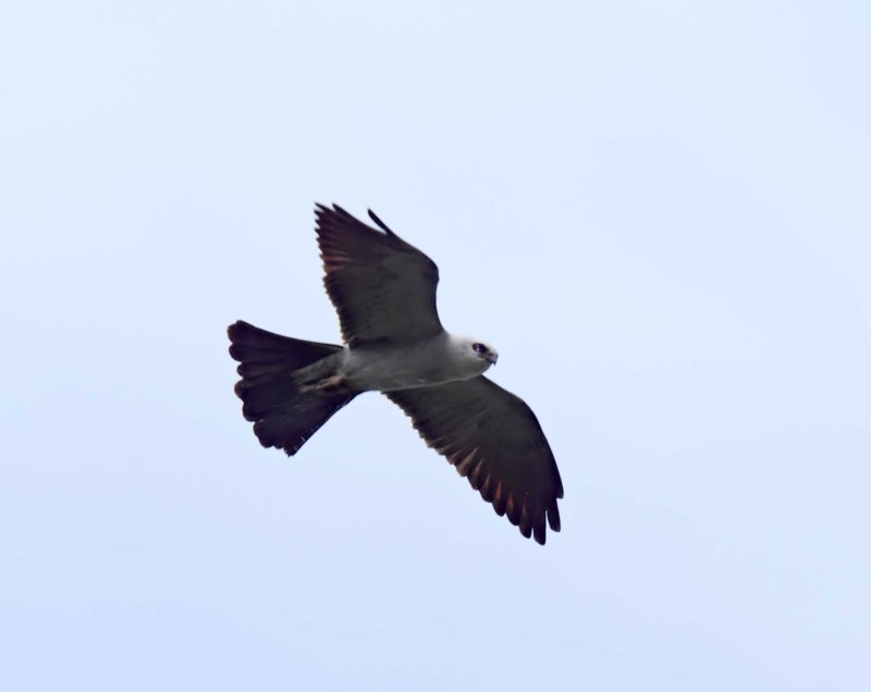 Mississippi Kite_1093.jpg