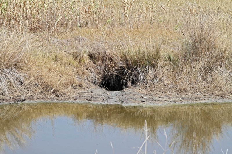 Anahuac NWR - 2011 drought_1009.jpg