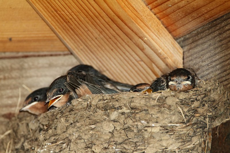 Barn Swallow nest_0993.jpg